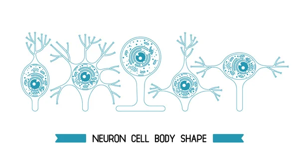 Badan sel neuron - Stok Vektor