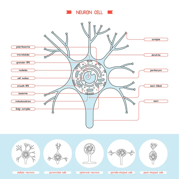 Estructura celular de neurona — Vector de stock