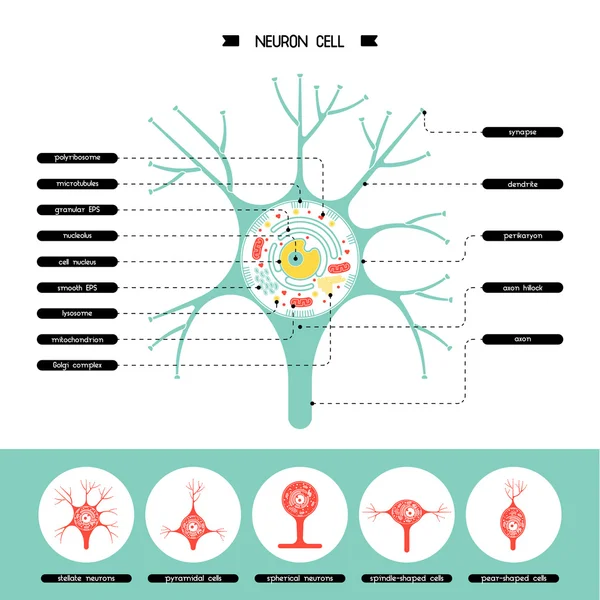 Neuron sejt szerkezete — Stock Vector