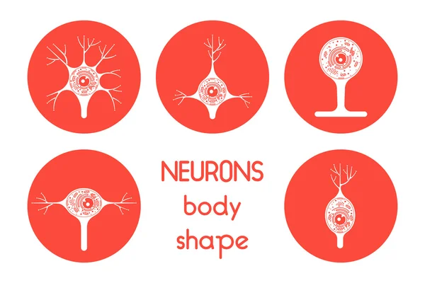 Нейронные клетки тела — стоковый вектор