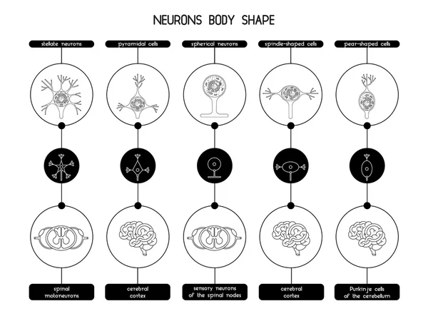 Kształt komórki ciała neuronu — Wektor stockowy