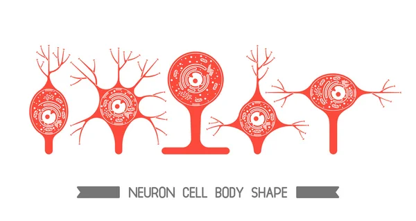 Neurone cell body — Stock Vector