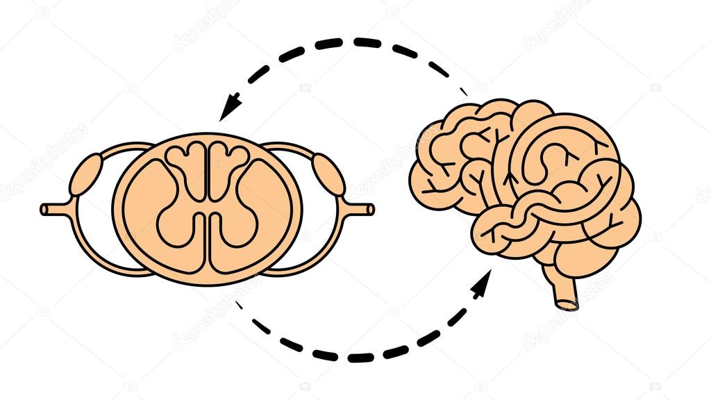 Isolated vector brain and spinal cord. Central nervous system. CNS logo, human brain for medical design.