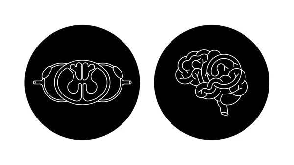 Cns cerebro y cuerda espinal — Archivo Imágenes Vectoriales