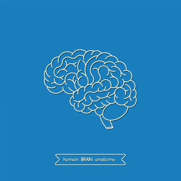 Cerebro humano 2 — Vector de stock