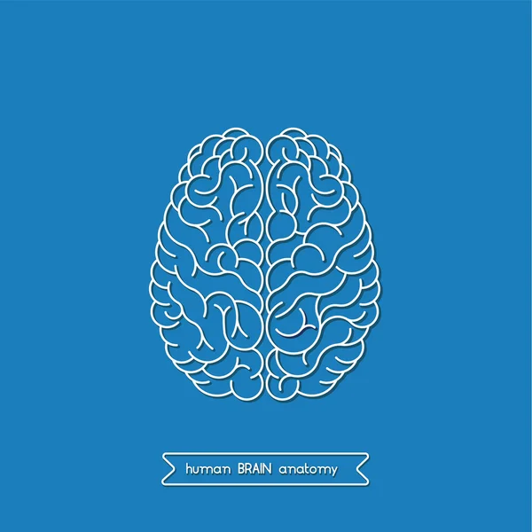 Menschliches Gehirn 3 — Stockvektor