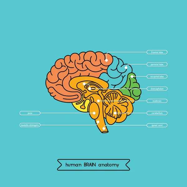 Cerveau section 1 — Image vectorielle