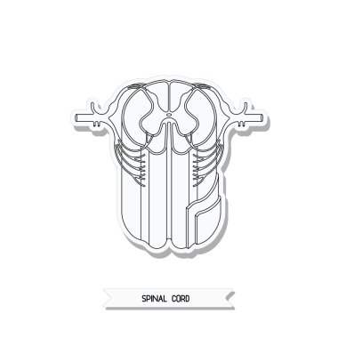 Spinal kord kesiti