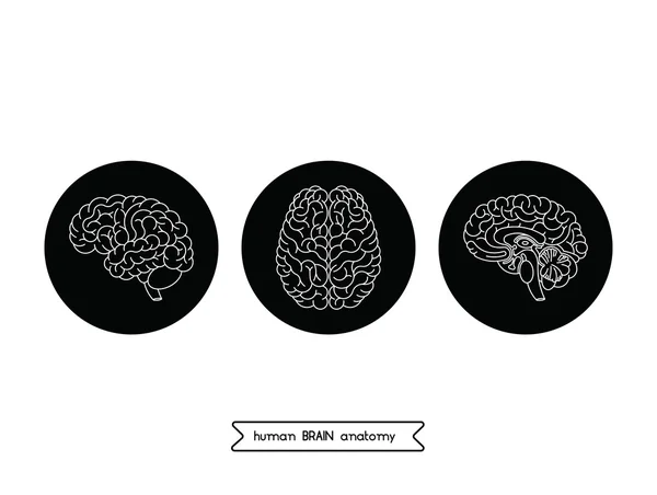 Lidský mozek zobrazení 2 — Stockový vektor