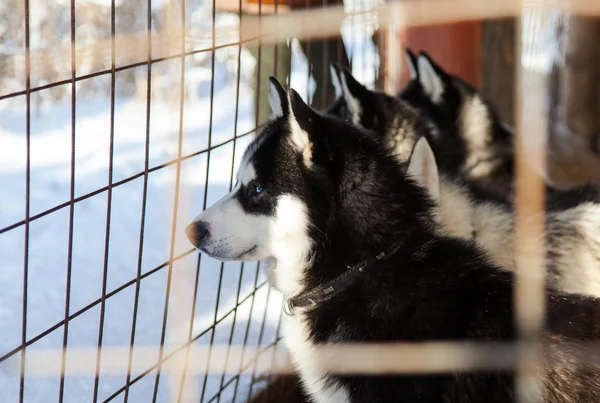 Husky — стокове фото