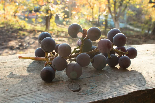 美味的葡萄和阳光 — 图库照片