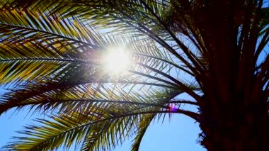 Güneş shimmers ile palmiye ağacı yaprakları bir açık yaz gününde