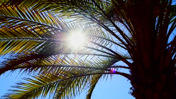 Sol brilha através de folhas de palmeira em um dia claro de verão — Vídeo de Stock