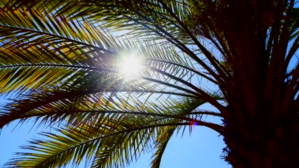 El sol brilla a través de las hojas de palmeras en un día claro de verano — Vídeo de stock