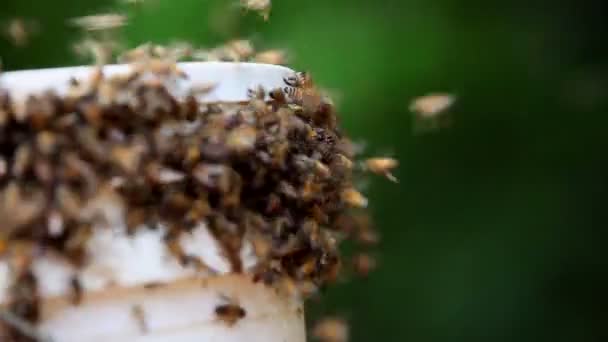 Bienenschwarm fliegt um Honigtopfdeckel — Stockvideo