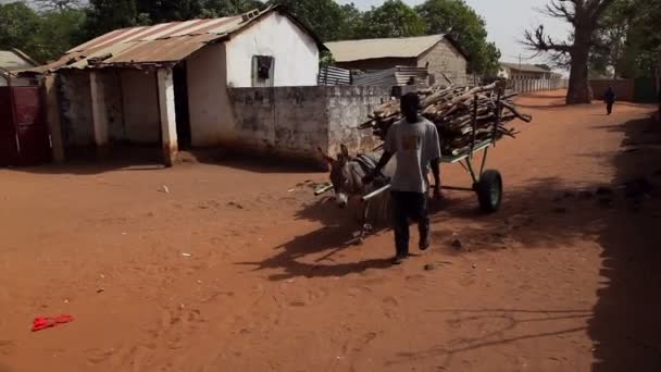 GAMBIA, 08 MARCH 2012:African man with donkey pulling trailer — Stock Video