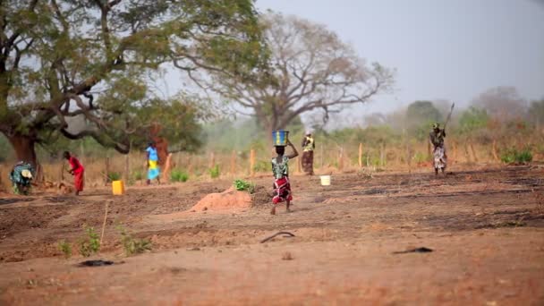 Gambiya, 08 Mart 2012: Afrikalı kadınlar ve çocuklar alanında çalışan — Stok video