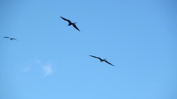 Frigatebirds vuelan en el cielo azul con una pequeña nube — Vídeo de stock