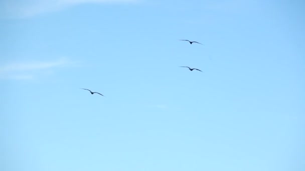 Фрегаты летают в ясном голубом небе — стоковое видео