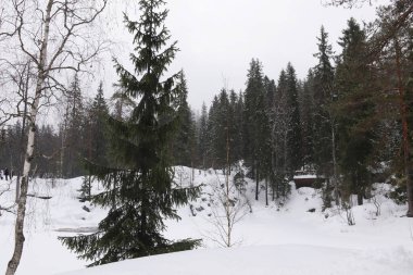 Karlı ve ağaçlı kış ormanı