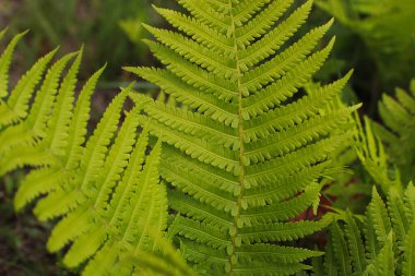 Çimenlerin arka planında eğreltiotu krp planı