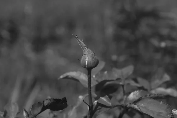 Γκρο Πλαν Τριαντάφυλλου Φόντο Κήπου Και Φύλλων — Φωτογραφία Αρχείου