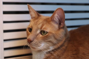 Çimen arka planında büyük siyah beyaz papatya planı