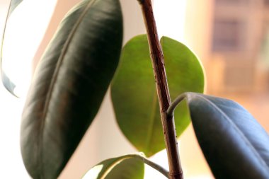 Genç bir incirin gövdesine yakın plan