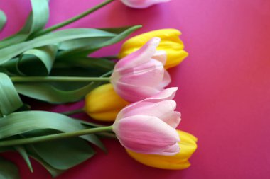 Pembe ve sarı laleler kapatın