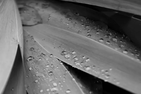 Yağmur damlalı siyah beyaz yapraklar