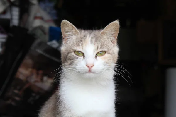 Koyu arkaplanı olan bir kedinin yakın çekimi