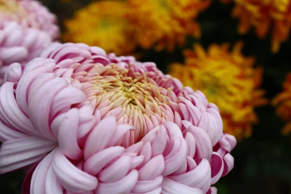 pembe kasımpatı tanımlı taç yaprakları