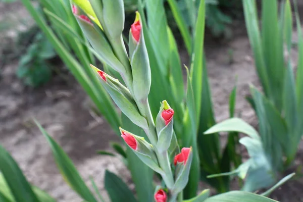 tomurcukta turuncu gladyatör