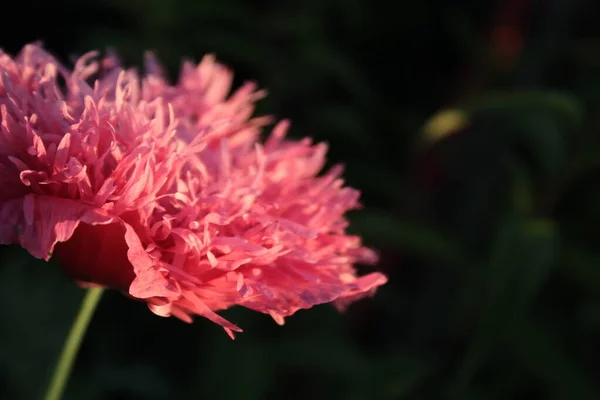 Günbatımında pembe haşhaş