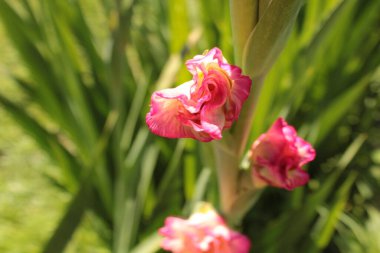 Pembe benekli gladiolus tomurcukta