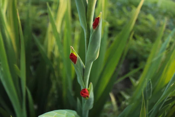 kırmızı gladiolus tomurcukta