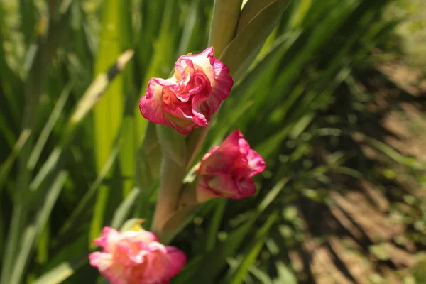 Pembe benekli gladiolus tomurcukta