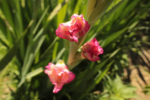 Pembe benekli gladiolus tomurcukta