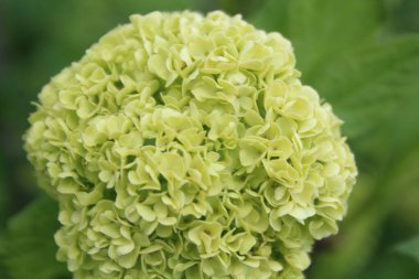 Bir sürü taç yapraklı yeşil çiçek.