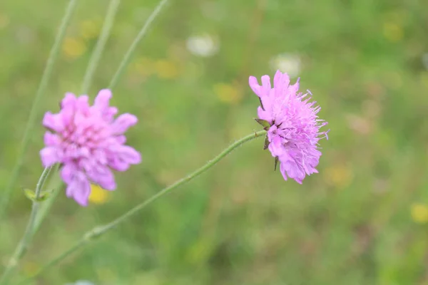 Yabani leylak tarlası çiçeği