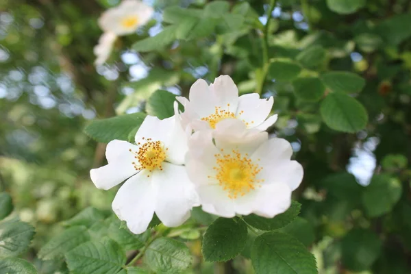 Baharda beyaz yabani çiçekler