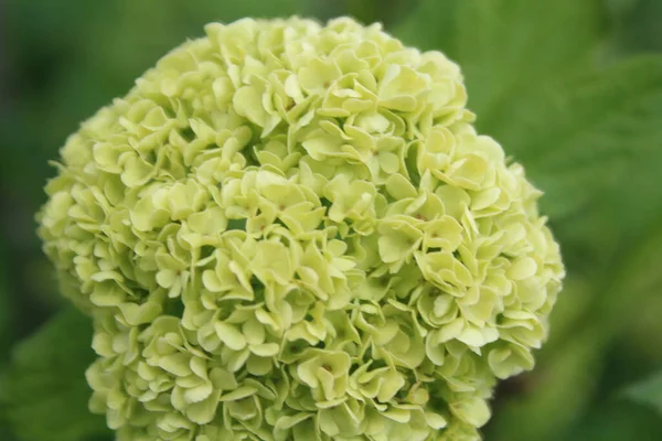 Bir sürü taç yapraklı yeşil çiçek.