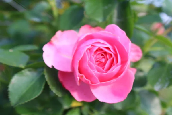 Güzel pembe romantik gül 