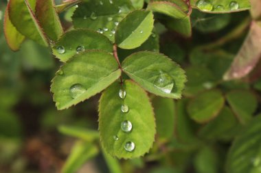 Yaprak arkaplanı çiğ damlası ile