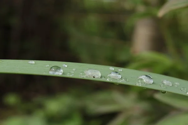 Yaprak arkaplanı çiğ damlası ile