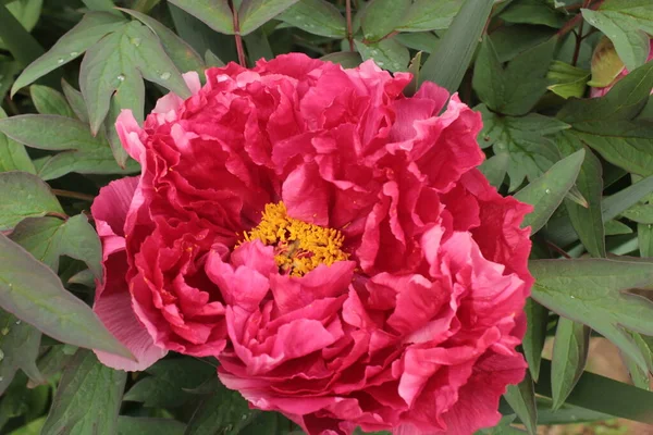 Peonía Fucsia Con Hojas Fondo — Foto de Stock