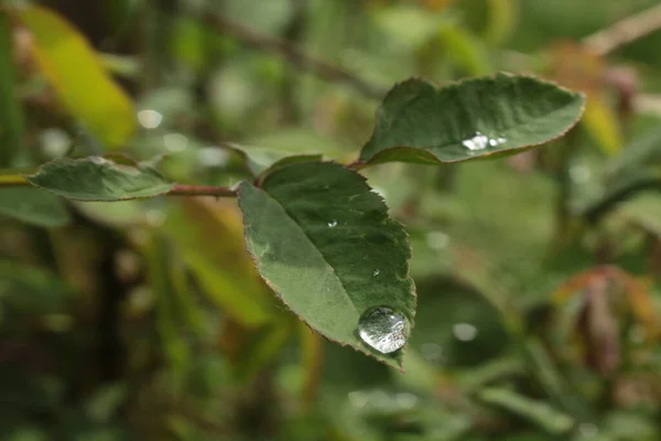 Yaprak arkaplanı çiğ damlası ile