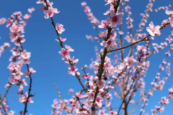 Mavi gökyüzü ile şeftali çiçeği