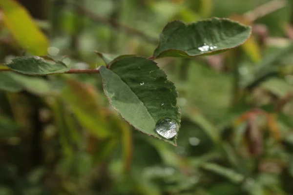 Yaprak arkaplanı çiğ damlası ile