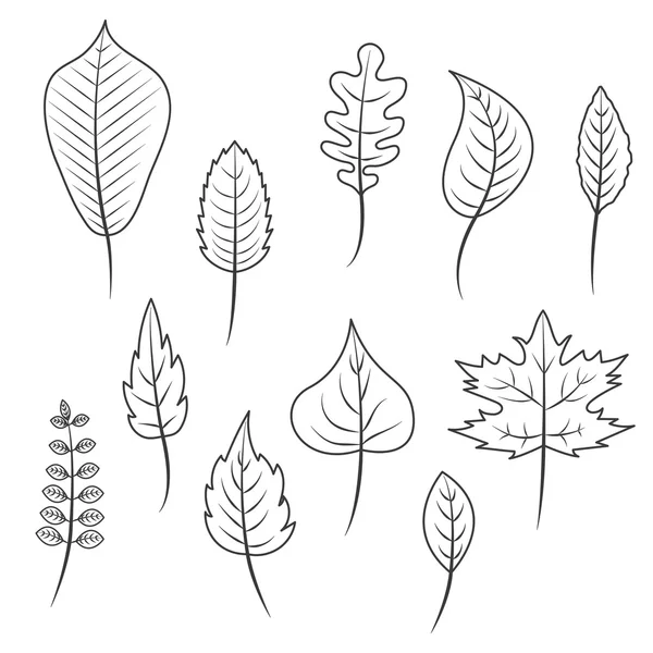 Outlined black and white leaves in flat style set — Stock Vector